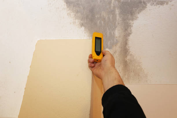 Best Airborne Mold Testing  in Fulton, KY