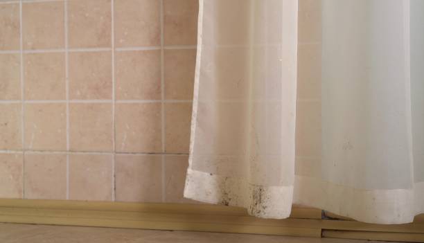Best Basement Mold Removal  in Fulton, KY