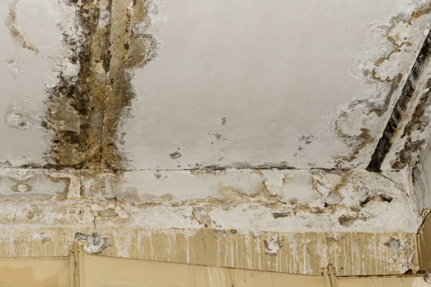 Best Biohazard Mold Removal  in Fulton, KY