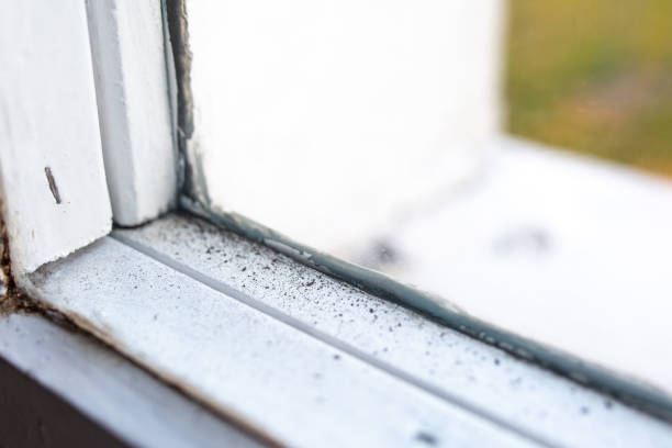 Best Comprehensive Air Testing for Mold Contaminants  in Fulton, KY
