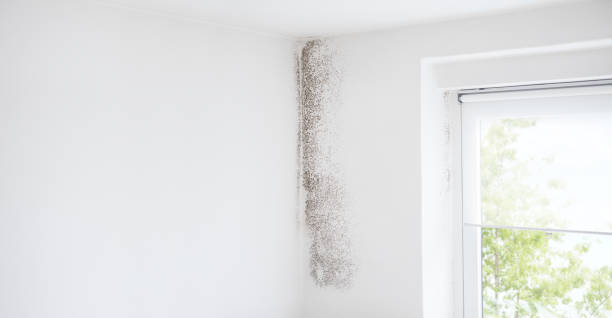 Best Mold Remediation for Rental Properties  in Fulton, KY
