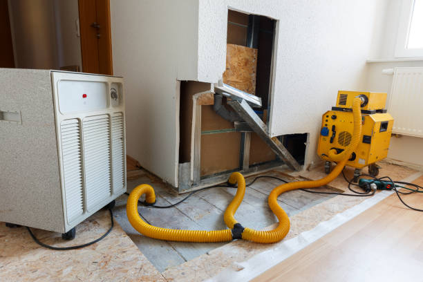 Best Attic Mold Removal  in Fulton, KY