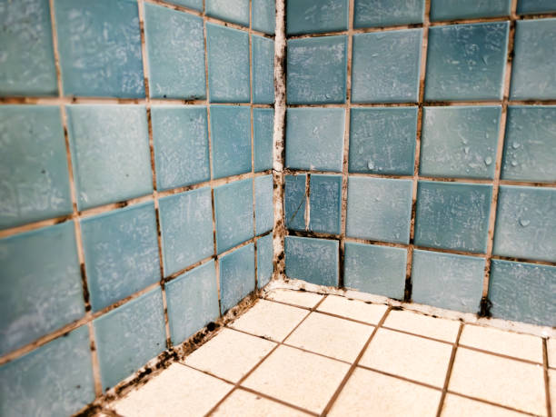  Fulton, KY Mold Removal Pros