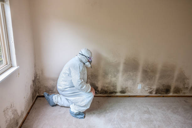 Best Commercial Mold Inspection  in Fulton, KY