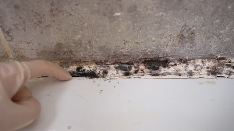 Best HVAC Mold Inspection and Cleaning  in Fulton, KY