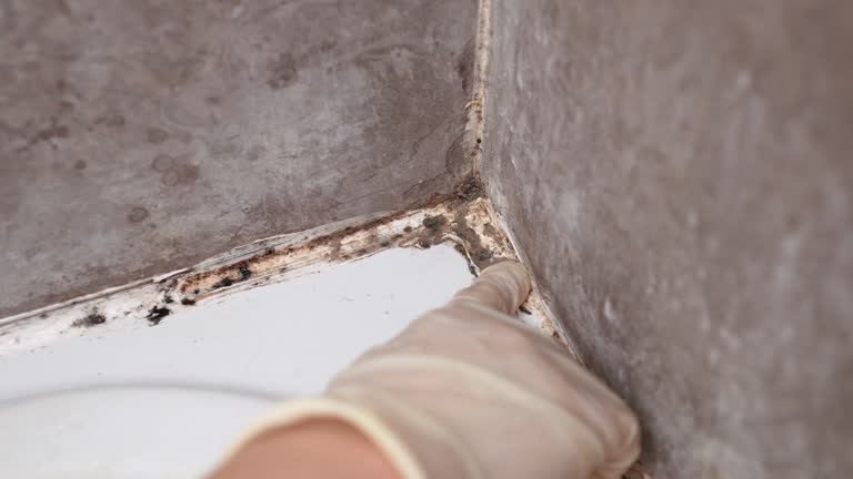 Professional Mold Removal in Fulton, KY