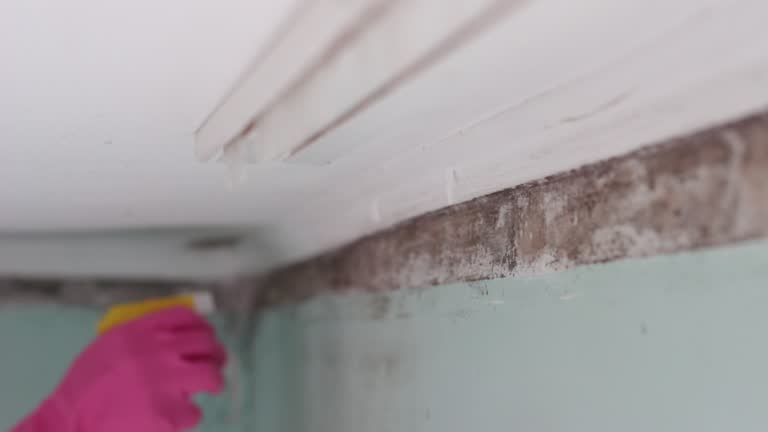 Best Mold Prevention Services  in Fulton, KY